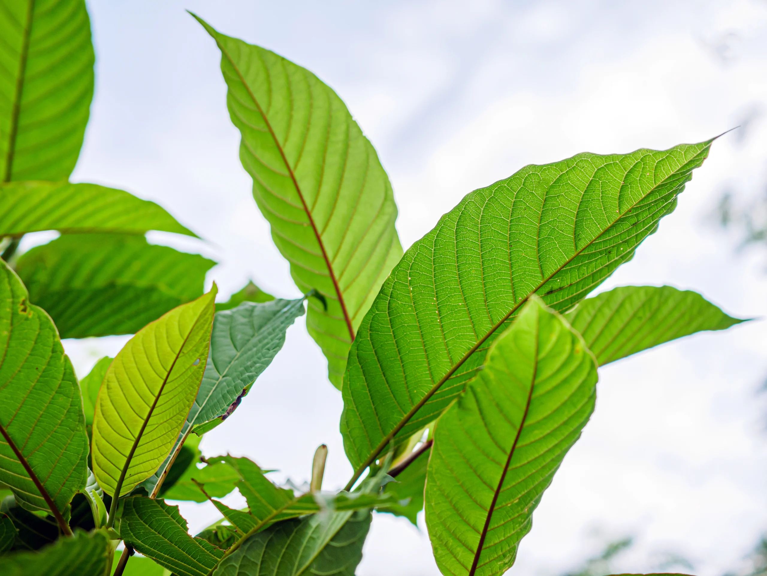 7-Hydroxymitragynine (7-OH) kratom plant derivative